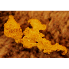  "The Golden Pterodactyl" Small Gold Nugget gnm358