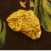 Small Gold Nugget gnm465