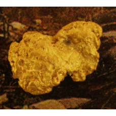 The Golden Biscuit! Small Gold Nugget gnm484